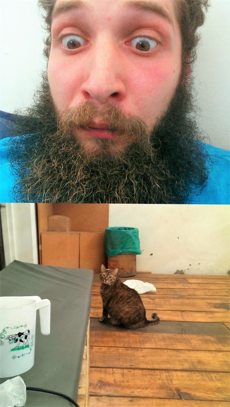 αγελαδα χοντράδα ΣΗΣΗ.jpg