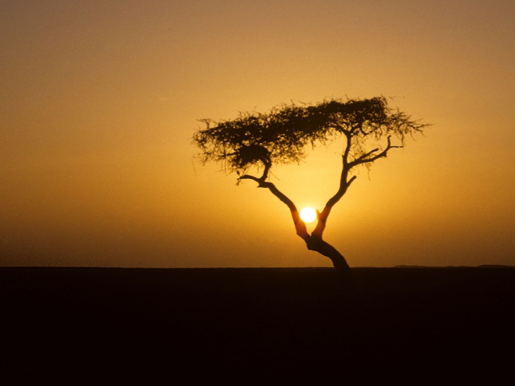 arbre-tenere-niger-africa